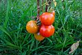 Tomatera con frutos/ Tomato grass backdrop