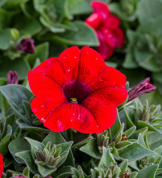 File:1024 Petunia × atkinsiana-5152.jpg