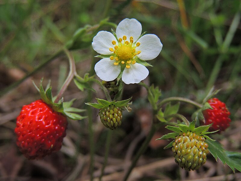 File:Fragaria vesca (41503723130).jpg