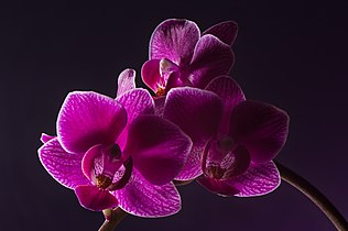 Phalaenopsis cultivar