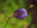 Utricularia babui flora