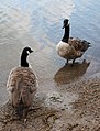 * Nomination: Two Canada Gooses (Branta canadensis). --kallerna 17:18, 30 July 2009 (UTC) * * Review needed