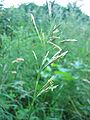 Bromus inermis