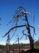 Dead tree