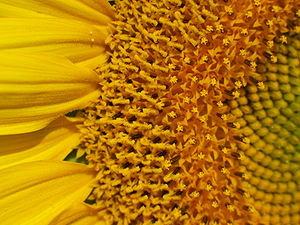 Flowers open in succession in a flower head