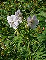 Geranium pratense with white flowers