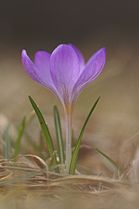 crocus (Crocus)