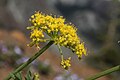 Lomatium brandegeei