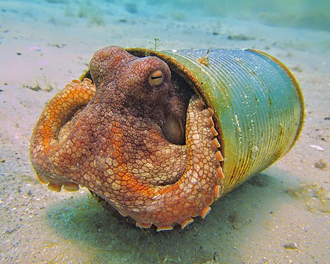 Octopus Rye Pier in Western Point Biosphere reserve Photograph: Katieleeosborne