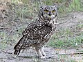 Bubo africanus (cat.)