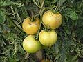 Tomatentross mit Fruchtrissen / Tomatoe cluster with fruit cracking