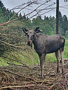 Un alces pequeño.jpg