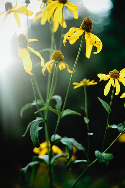 File:Unidentified yellow flowers.jpg