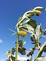 Stem with leaves, spines and flower baskets