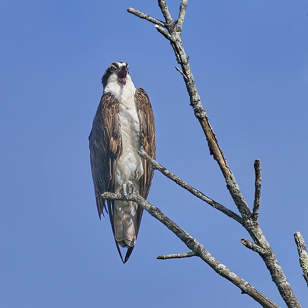 File:20240603 osprey south meadows PD208673.jpg