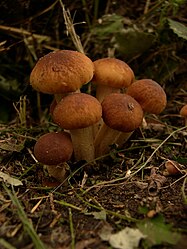 Yong group of Agrocybe aegerita