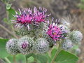 * Nomination Arctium tomentosum (downy burdock, woolly burdock), inflorescences. --Le.Loup.Gris 23:52, 24 January 2012 (UTC) * Promotion QI for me--Holleday 20:34, 26 January 2012 (UTC)