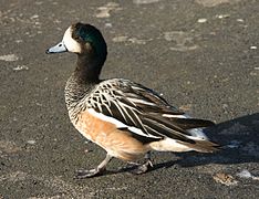 Pato overo/Chiloe Wigeon.