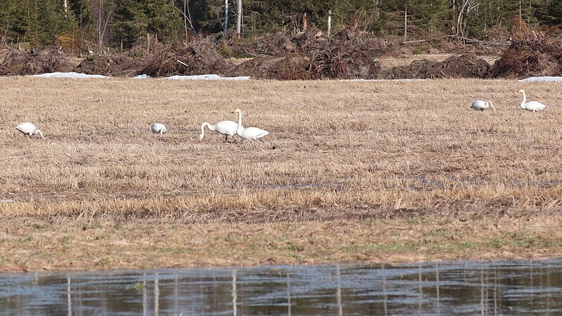 File:Cygnus cygnus Oulu 20230501 03.jpg