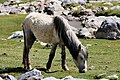 * Nomination A horse eating grass in Jammu and Kashmir, India ( BREED : Zaniskari or Zanskari ) --Eatcha 04:05, 28 March 2019 (UTC) * Decline  Oppose Sorry but the key part - the head - is out of focus. You're focusing somewhere behind the head (check the sharp grass) --Podzemnik 04:52, 28 March 2019 (UTC)