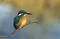 Birds (199 photos, 81 species)