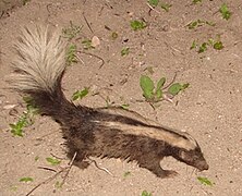 September 9: A Conepatus semistriatus skunk.