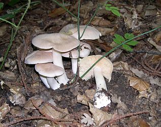 Entoloma sinuatum