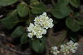 Eriogonum pyrolifolium