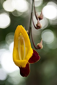 Grandes serres du Jardin des plantes