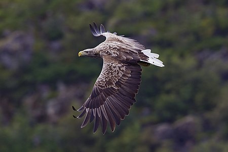 White-tailed eagle in Svolvaer, Norway