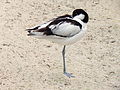 Deutsch: Säbelschnäbler (Recurvirostra avosetta) im Tierpark Bochum. English: Pied avocet (Recurvirostra avosetta) in the Tierpark Bochum, Germany.   This file was uploaded with Commonist.