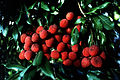 Lychees