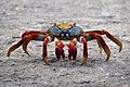 * Nomination A Sally Lightfoot Crab (Grapsus grapsus) in the Galapagos --Nosferattus 17:53, 1 February 2021 (UTC) * Promotion Awesome shot! --Etaped 22:48, 1 February 2021 (UTC)