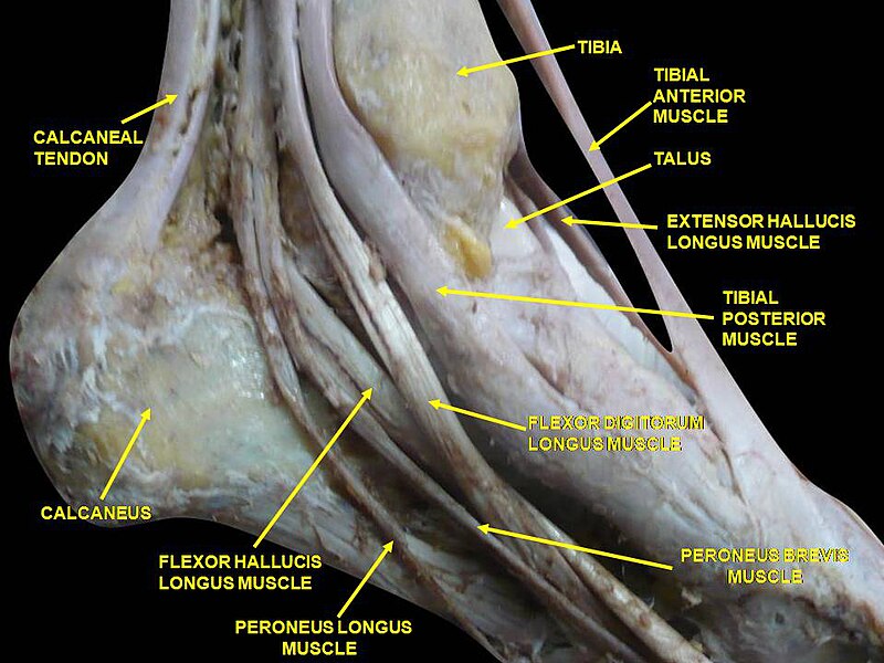 File:Slide2cece.JPG