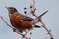 * Nomination: An american robin. --Dori - Talk 18:51, 12 March 2008 (UTC) * * Review needed