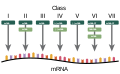 The Baltimore Classification of viruses