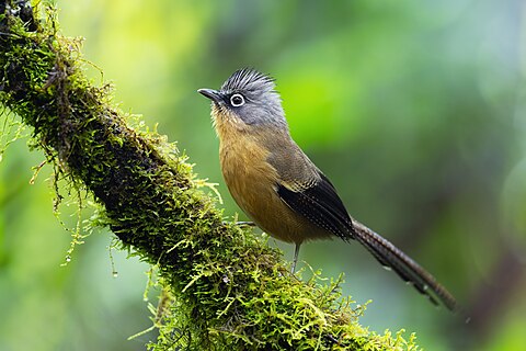 Black-crowned Barwing