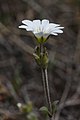 Cerastium arvense