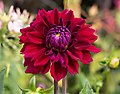 * Nomination Dahlia cultivar at the Brooklyn Botanic Garden. --Rhododendrites 01:04, 11 October 2017 (UTC) * Promotion Good quality. -- Johann Jaritz 02:15, 11 October 2017 (UTC)