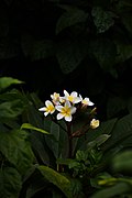 Frangipani 2.jpg