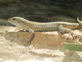 Deutsch: Zauneidechse (Lacerta agilis) im Fossilium des Tierparks Bochum. English: Sand lizard (Lacerta agilis) in the fossilium of the Tierpark Bochum, Germany.   This file was uploaded with Commonist.