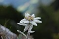 * Nomination Edelweiss flower, Slovenia --Lucash 17:17, 10 August 2009 (UTC) * Decline Like that other Edelweiß image you submitted, it's too grey. It's a white flower, hence the name. Also the crop is far from ideal. -- H005 23:03, 11 August 2009 (UTC)