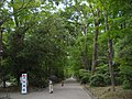 Tadasu no Mori, protected forest of Shimogamo Shrine.