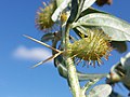 Stem with spines and female flower basket