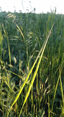 Aegilops cylindrica sl49 (cropped).jpg