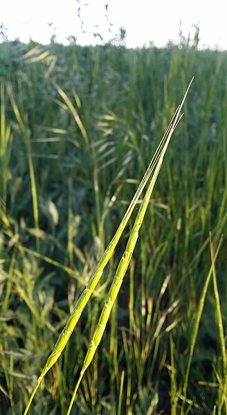 File:Aegilops cylindrica sl49 (cropped).jpg