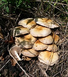 Agrocybe aegerita