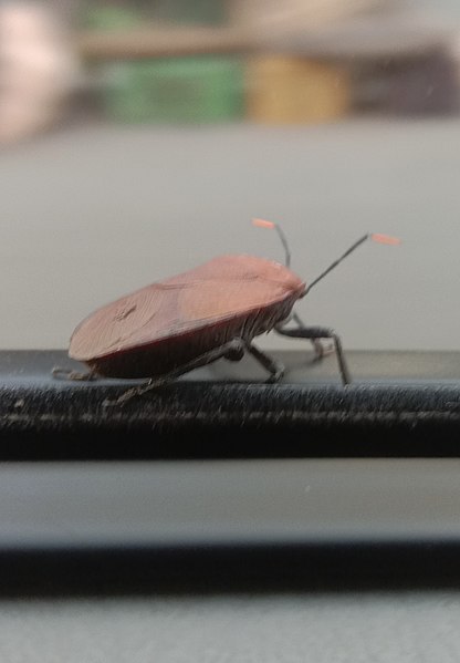 File:Beetle from Kolkata 2.jpg