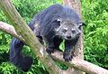 English: Binturongs Arctictis (cat.)