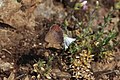 Callophrys augustinus